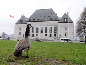 A Canada goose walks on the front lawn of the Supreme Court of Canada in Ottawa on May 10, 2018. Canada's top court plunges into the world of virtual video hearings this afternoon to keep the wheels of justice grinding during the COVID-19 pandemic. The Supreme Court of Canada plans to hold four hearings this week via videoconference to help prevent the spread of the novel coronavirus.