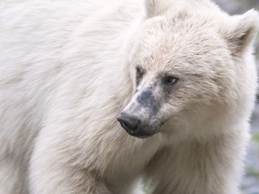 A rare white grizzly is shown in Banff National Park in this undated handout photo. Parks Canada has put in a 10-kilometre, no-stopping zone to protect several bears -- including a rare white grizzly -- that are feeding along the Trans-Canada Highway.