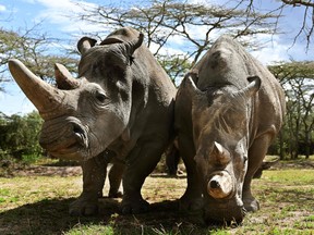 This file photo taken on May 28, 2019 shows the world's last female pair of Northern White Rhinoceros, Najin (L) with her daughter Fatu in their enclosure at Ol Pejeta Conservancy at Laikipia's county headquarters, Nanyuki.