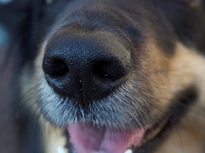 Dogs are able to detect the presence of Covid-19 on infected patients by sniffing their armpits, according to a new study by French scientists.