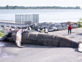 A crew form the University of Montreal veterinarian school performs a necropsy on a humpback whale in Sainte-Anne-de-Sorel, Que. on Wednesday, June 10, 2020. The whale that swam off the shores of Montreal for the past few weeks was found dead and drifting in the St. Lawrence river Tuesday.