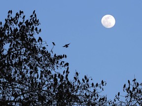 A flock of birds gathers on a tree as night falls in Lisbon, Friday, Feb. 7, 2020. There may be many, many more songbirds in Alberta forests than previously thought, say University of Alberta scientists who have come up with a new way of counting them.