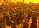 One male was arrested inside the property and charged with cultivation of cannabis and illegal entry to the U.K. / Photo: Twitter, Brent MPS | North West BCU