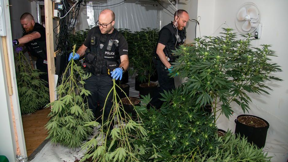 Police say they have seized more than £1 million worth of cannabis in the last two months, across multiple locations, leading to a number of arrests.  / Northamptonshire Police Facebook