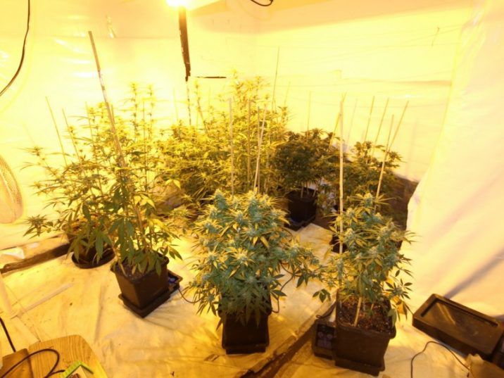 Featuring windows that had been plastered shut, a ventilation system and lights, the grow-op was contained in two upstairs bedrooms.