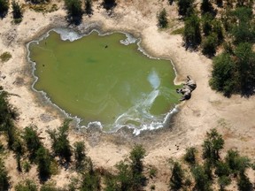 A dead elephant is seen in this undated handout image in Okavango Delta, Botswana May-June, 2020.