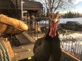 A turkey, nicknamed "Turk Diggler" is shown in this handout photo in Calgary on January 23, 2020. A Calgary turkey named Turk appears to have died. Avery Maxwell, one of the moderators for a Facebook paged called Loyal Followers of the Ramsay Turkey, says in a post to the group's 6,500 followers today that there's evidence Turk was taken overnight by a coyote.