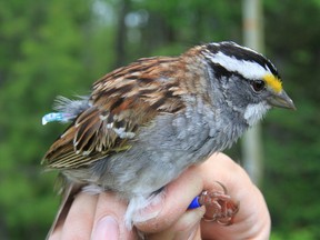 A white-throated sparrow is shown in a handout photo. White-throated sparrows are changing their tune -- an unprecedented development scientists say has caused them to sit up and take note. Ken Otter, a biology professor at the University of Northern British Columbia, whose paper on the phenomenon was published on Thursday, said most bird species are slow to change their songs, preferring to stick with tried-and-true tunes to defend territories and attract females. THE CANADIAN PRESS/HO- University of Northern British Columbia MANDATORY CREDIT