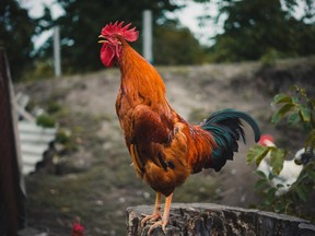 A rooster crows in a garden. A Belgian woman who believed she was a chicken was suffering from a disorder linked to depression, researchers say.