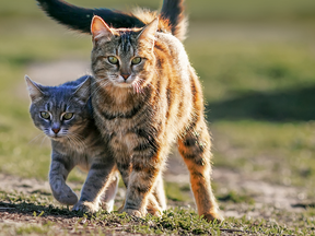 There are two types of cat personalities — passive and active — and your cat’s personality can determine the types of environments they will thrive within.
