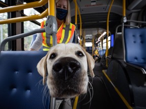 Hope, a trainee service dog, sits with her volunteer Shelly Nash while riding a transit bus during a training exercise at the Vancouver Transit Centre bus depot, in Vancouver, on Wednesday, July 22, 2020. Approximately two dozen dogs participated in training exercises on different types of buses as part of a one-day training program organized by B.C. & Alberta Guide Dogs and Translink, to accelerate training that has fallen behind due to COVID-19. Volunteers who help raise and train the dogs from seven-weeks-old to 15-months have been limited in the amount of public training they can do due to the coronavirus pandemic. The dogs that go through training later become paired with veterans or first responders dealing with PTSD, children who have autism, guides for the blind or enter the charity's breeding program.