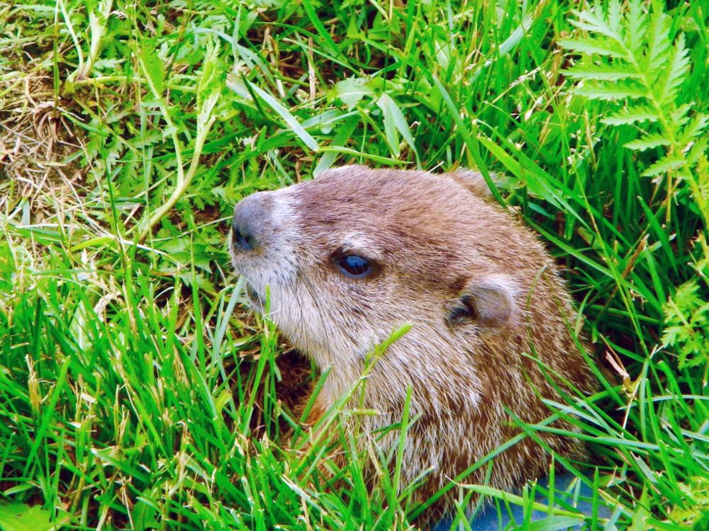 Groundhogs digging up graves, leaving old bones lying around Montreal