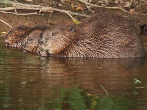 A female beaver with her kits is seen at the River Otter in an undated handout photo obtained Aug. 6, 2020, from the Devon Wildlife Trust in Devon, England. Britain is reintroducing beavers to its countryside.