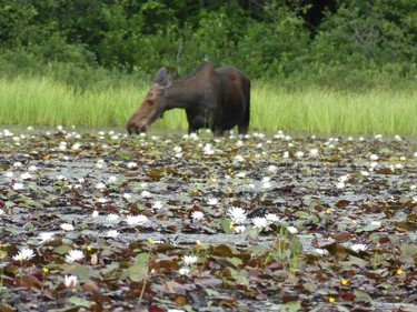 Moose are herbivores and they like lilies.