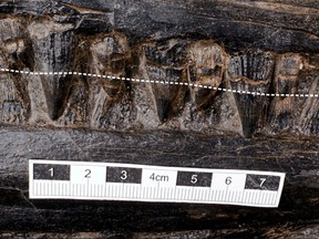 The strong blunt teeth of the Guizhouichthyosaurus, a type of marine reptile called an ichthyosaur, were unearthed in China's Guizhou province, in this undated picture released on August 20, 2020. The broken white line indicates the approximate gum line of the upper jaw.