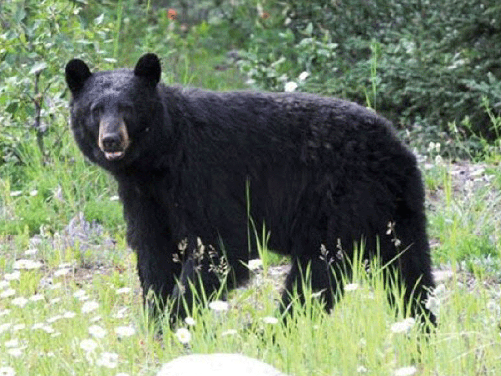 Woman Killed By Bear In Saskatchewan Was On Phone With Father When It 