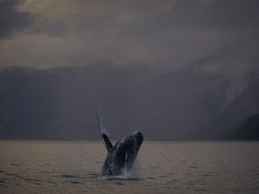 A humpback whale is seen just outside of Hartley Bay along the Great Bear Rainforest, B.C. Tuesday, Sept, 17, 2013. The head veterinarian at the Ocean Wise Marine Mammal Centre and the Vancouver Aquarium says if animals are unable to forage with gear restricting either the mouth or impairing ability to dive and swim, then they will starve to death.