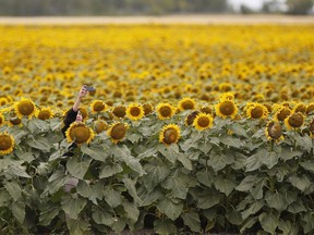 People stop to take photos in a sunflower field just outside Winnipeg, Tuesday, July 31, 2018. The lockdown induced by the COVID-19 pandemic seems to have left a lot of people feeling caged with many reaching out to their feathered friends by topping up their birdfeeders and driving up demand for sunflower seeds.