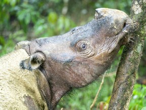 The last Sumatran rhinoceros individual of Malaysia Iman, photographed at her sanctuary on the island of Borneo in October 2019.