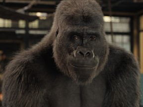 Sam Rockwell is the voice of Ivan, a 400-pound silverback gorilla, in The One and Only Ivan.