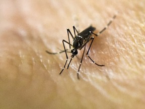 This file photo taken on January 25, 2016 shows an Aedes Aegypti mosquito photographed on human skin in a lab of the International Training and Medical Research Training Center (CIDEIM) in Cali, Colombia.