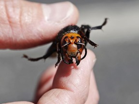 An entomologist displays a dead Asian giant hornet, a sample brought in from Japan for research, Thursday, May 7, 2020, in Blaine, Wash. Researchers are looking for unique ways to collect data as COVID-19 puts a dampener on the field research season.
