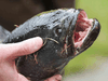 A snakehead fish captured from Central Lake pond in Burnaby, B.C., June 9, 2012.