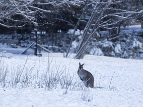 A wallaby is seen in the snow on August 23, 2020 in Adaminaby, Australia. A front of polar air is currently impacting the area with damaging winds and widespread snowfall.