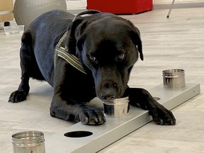Sniffer dog Miina being trained to detect the coronavirus from the arriving passengers' samples, works in Helsinki Airport in Vantaa, Finland September 15, 2020.