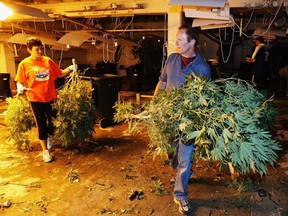 Police officers remove some of the 1000 cannabis plants that were discovered by police after executing a search warrant at a warehouse in Onehunga November 22, 2005 in Auckland, New Zealand.