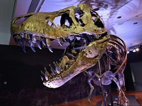 The skeleton of a 40-foot (12-meter) dinosaur nicknamed "Stan", one of the most complete Tyrannosaurus rex specimens ever found, will be auctioned in New York next month and could set a record for a sale of its kind.