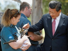 China's President, Xi Jinping, pats a swamp wallaby held by Renne Osterloh on the grounds of Government House in Canberra, Australia, November 17, 2014.