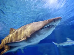 Andrew Eddy, 30, of Atlanta, was snorkeling on a reef at Sombrero Key Light, Florida when he was attacked 'almost immediately upon entering the water' by a bull shark (such as this one off France) between eight to 10 feet in length.