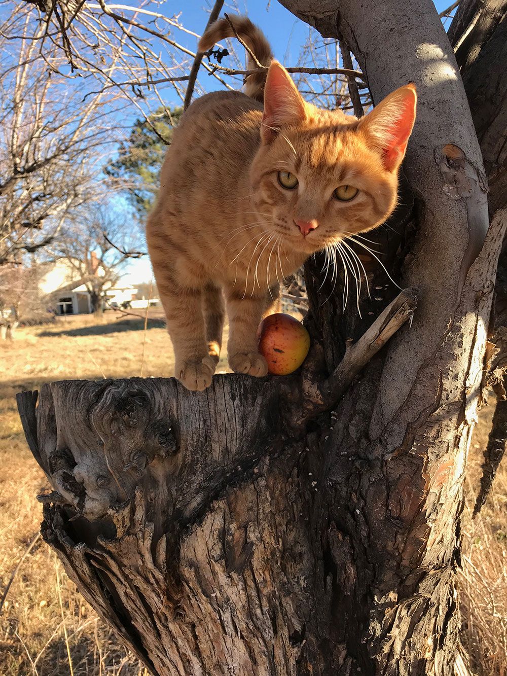 Lost apple found: 'Elusive' Colorado Orange apple, thought to be