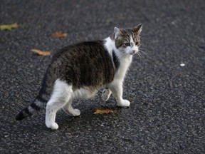 Downing Street chief mouser Larry the cat does his morning patrol in London, Saturday, Oct. 19, 2019. Ignore that all-day, I'm-so-hungry meowing -- research suggests that cats do just fine if only fed once a day.