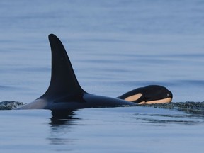 The orca mother that sparked international headlines by carrying her dead calf for 17 days in waters off the Pacific Northwest coast in 2018 has given birth again. The Centre for Whale Research says a new calf was spotted on Saturday with a pod of endangered southern resident killer whales and the mother has been identified as J35, or Tahlequah, shown in a handout photo.