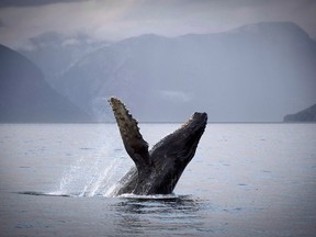 A humpback whale is seen just outside of Hartley Bay along the Great Bear Rainforest, B.C. on September 17, 2013. One of the three humpback whales entangled in fishing gear in the waters off the coast of British Columbia is now free, although the two other animals have not been located.