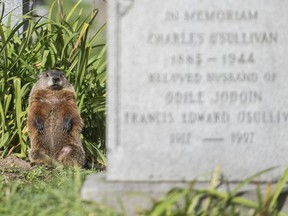 A groundhog looks out from its burrow beneath a gravestone at Notre-Dame-des-Neiges cemetery in Montreal, Friday, Sept. 4, 2020.