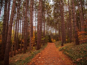 Photo of walking trail in autumn with several trees surrounding it.