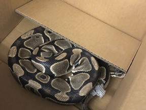 A ball python is shown in this police handout photo. A nearly 1.5-metre long python that twice escaped from its Victoria-area owner has not survived its second bid for freedom. Saanich police say the large snake was found Sunday on the lawn of a home in that municipality.