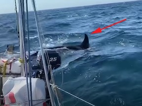 orca attack