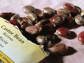 The deadly poison Ricin is derived from castor seeds.