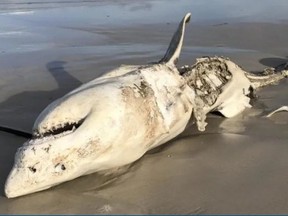 A dead shark, killed by an orca washes ashore on the Farallon islands.