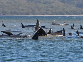 This photograph taken on September 21, 2020 shows a pod of whales stranded on a sandbar in Macquarie Harbour on the rugged west coast of Tasmania. - Up to 90 whales have died and a "challenging" operation is underway to rescue 180 more still stranded in a remote bay in southern Australia on September 22.