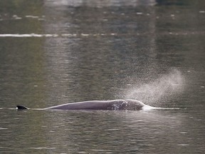 One of the three Northern Bottlenose whales is seen in the Gare Loch as boats try to herd them into the open sea ahead of a military exercise starting in the region on October 1, 2020 in Garelochhead, Argyll and Bute.