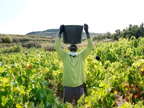 A wine industry worker wearing a face mask collects grapes amid the coronavirus disease (COVID-19) outbreak in Samaniego, Rioja Alavesa, Spain, September 21, 2020.