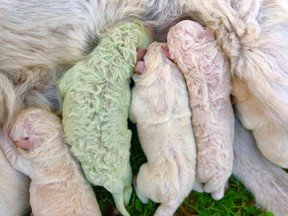 Pistachio, a puppy who was born with green fur, is seen on the day he was born on a farm on the island of Sardinia, in Pattada, Italy, October 9, 2020. Picture taken October 9, 2020.  THIS IMAGE HAS BEEN SUPPLIED BY A THIRD PARTY. MANDATORY CREDIT. ORG XMIT: HFS-103