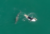 Matt Wilkinson on his surfboard as a Great White Shark approaches.