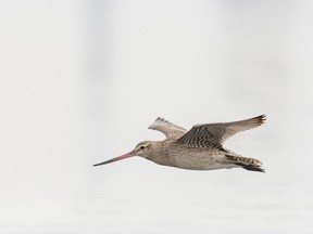 Scientists believe the bar-tailed godwit does not sleep on its long journeys, despite flapping its wings non-stop