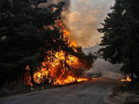 A fire burns at a forest in Latakia province, Syria in this handout released by SANA on October 9, 2020.